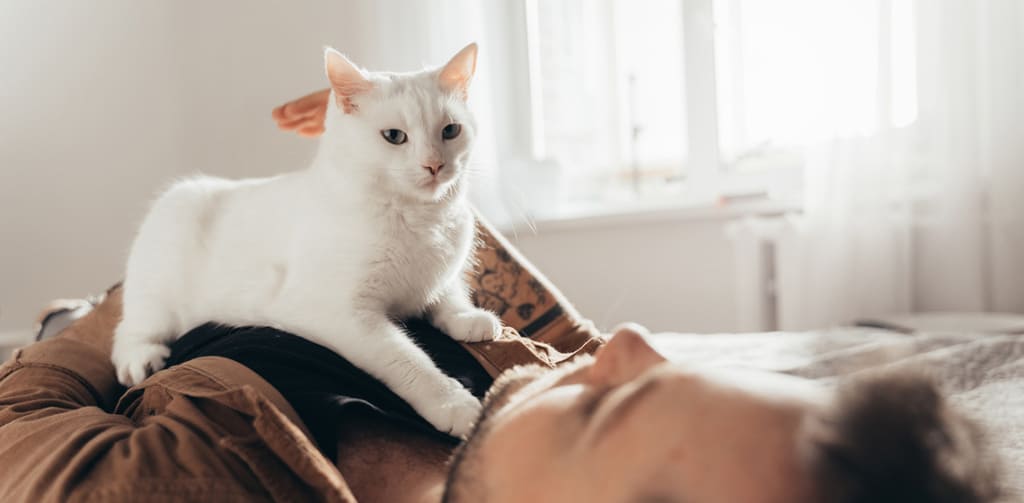 comfort animals